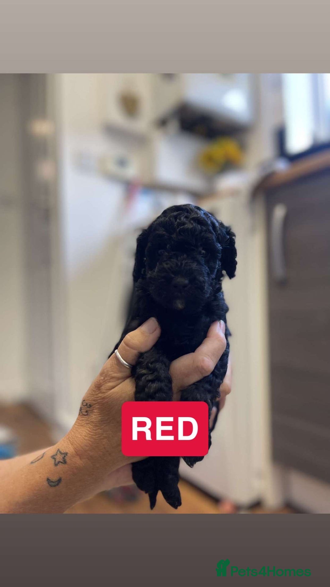 Cockapoo dogs for sale: Beautiful F1B Cockerpoos🐶 - Image 7