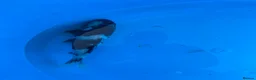 Koi Carp fish for sale: 2 koi for sale  - Advert 3