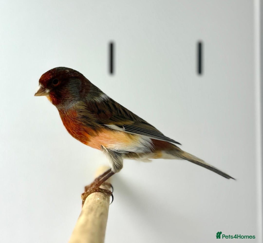 Canaries birds for sale: Harlequin canaries  - Advert 8