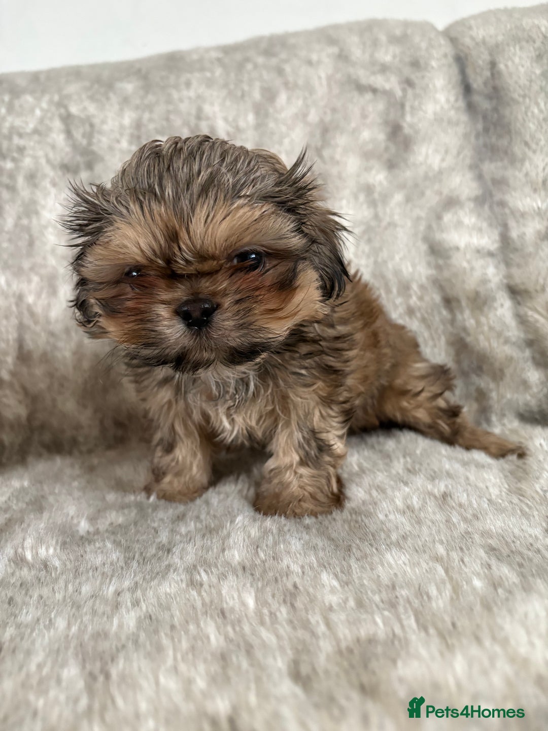 Shih Tzu dogs for sale: Reduced Ready now imperial Shihtzu  - Advert 11
