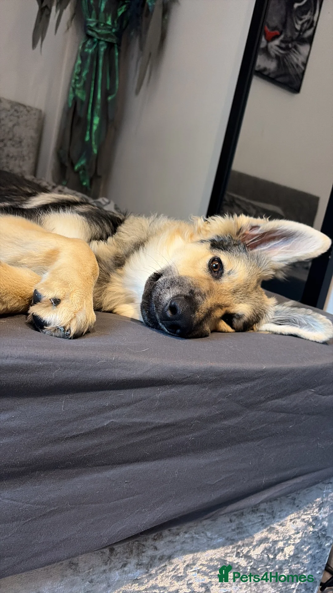 German Shepherd dogs for sale: 5 month old Trixie  - Advert 2