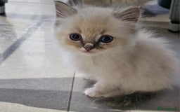 Ragdoll cats for sale: Stunning ragdoll kittens  - Image 8
