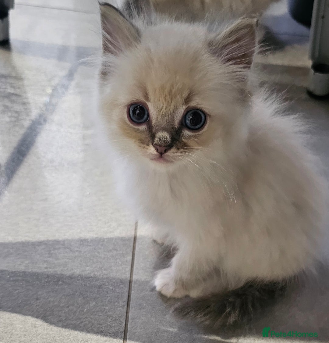 Ragdoll cats for sale: Stunning ragdoll kittens  - Image 8