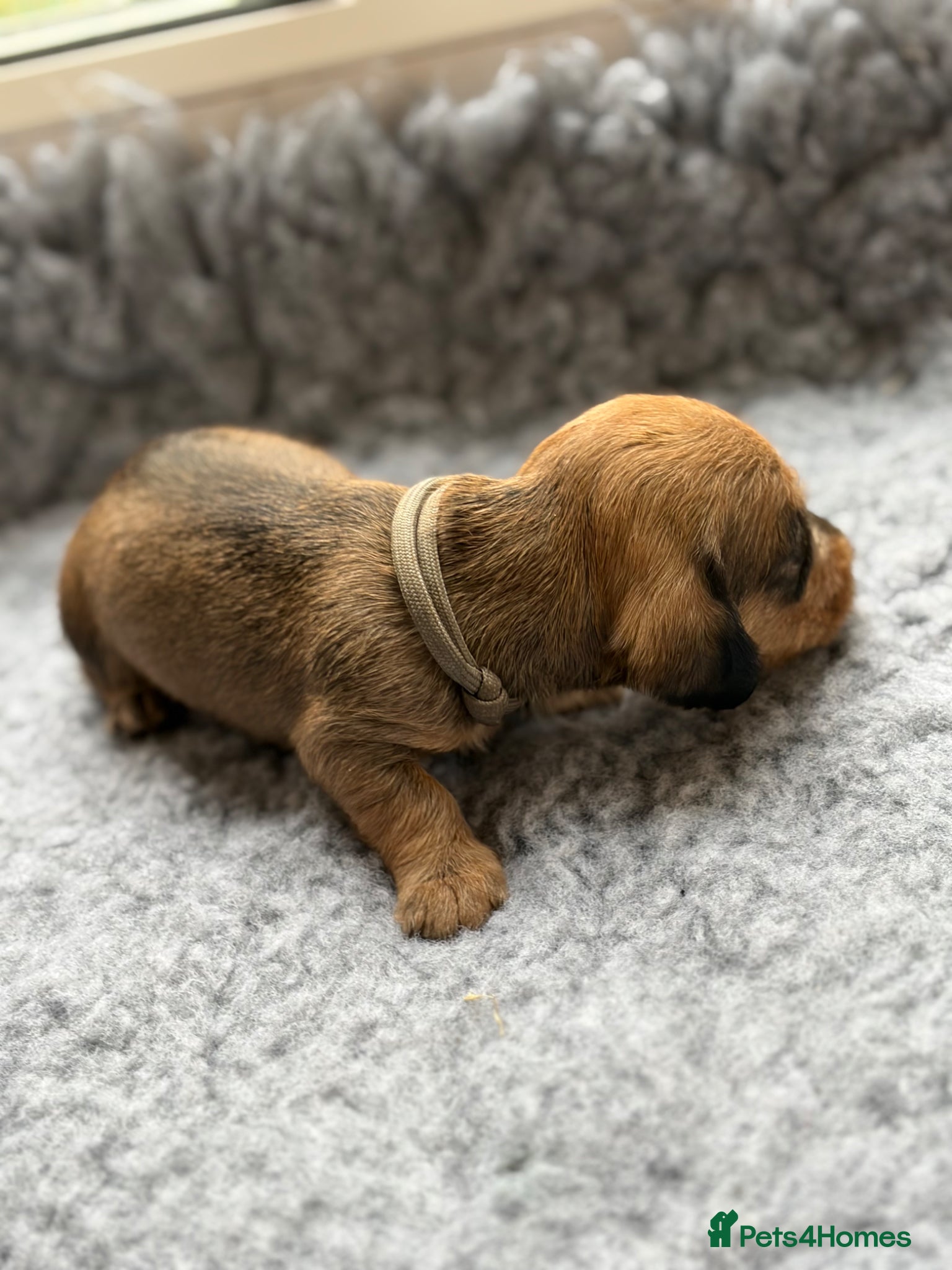 Dachshund dogs for sale: Beautiful Pedigree Wire-Haired Dachshund Puppies - Advert 5