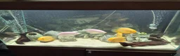 Other/Mixed Breed fish for sale: Tank and fish for sale can be sold separate pm me in Leeds - Advert 1