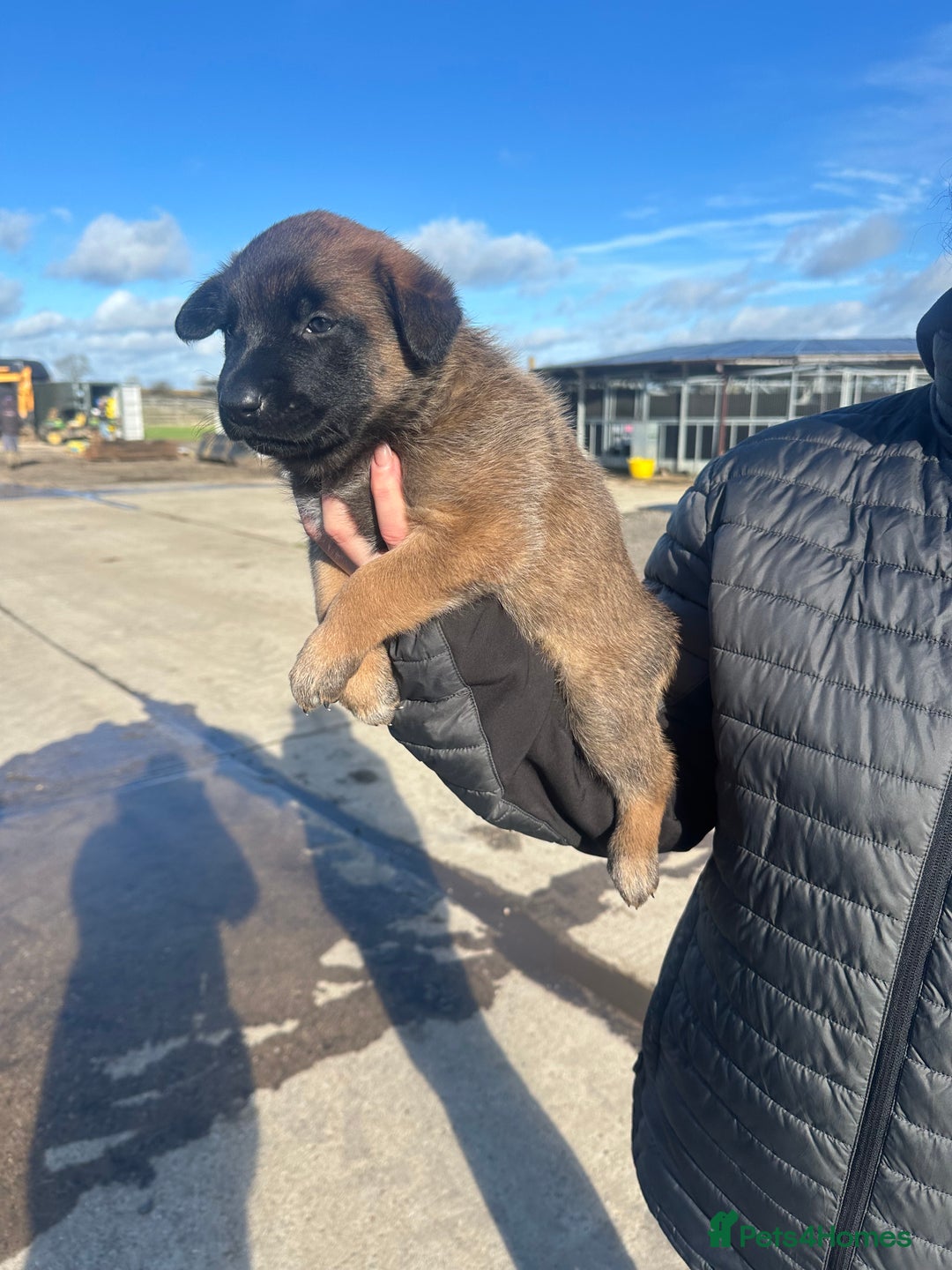 Belgian Shepherd Dog dogs for sale: 🐾🐾 BELGIUM MALINOIS 🐾🐾  - Image 11