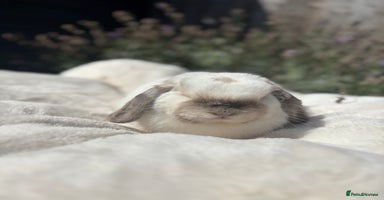 Mini Lop rabbits - Advert 4
