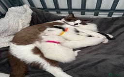 Mixed Breed cats for sale: Mixed snowshoe kitten - Image 11