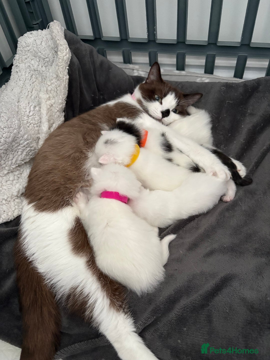 Mixed Breed cats for sale: Mixed snowshoe kitten - Image 11