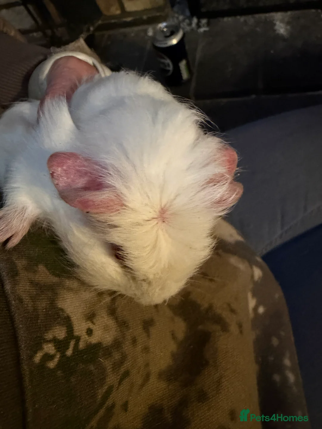 Guinea Pig rodents for sale: Sheltie cross piggies ready to go - Advert 1