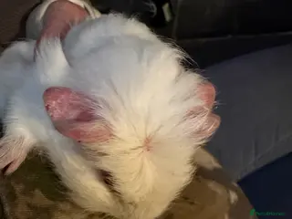 Guinea Pig rodents Sheltie cross piggies ready to go - Advert 1