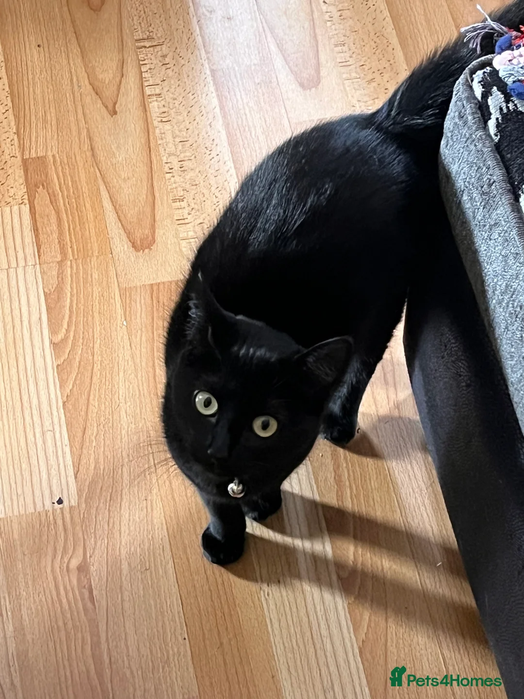 Bombay cats for sale: 🌸 Female Cat Looking for a New Home 🌸 - Advert 17