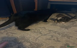 Mixed Breed cats for sale: Bengal x Bombay - Image 9