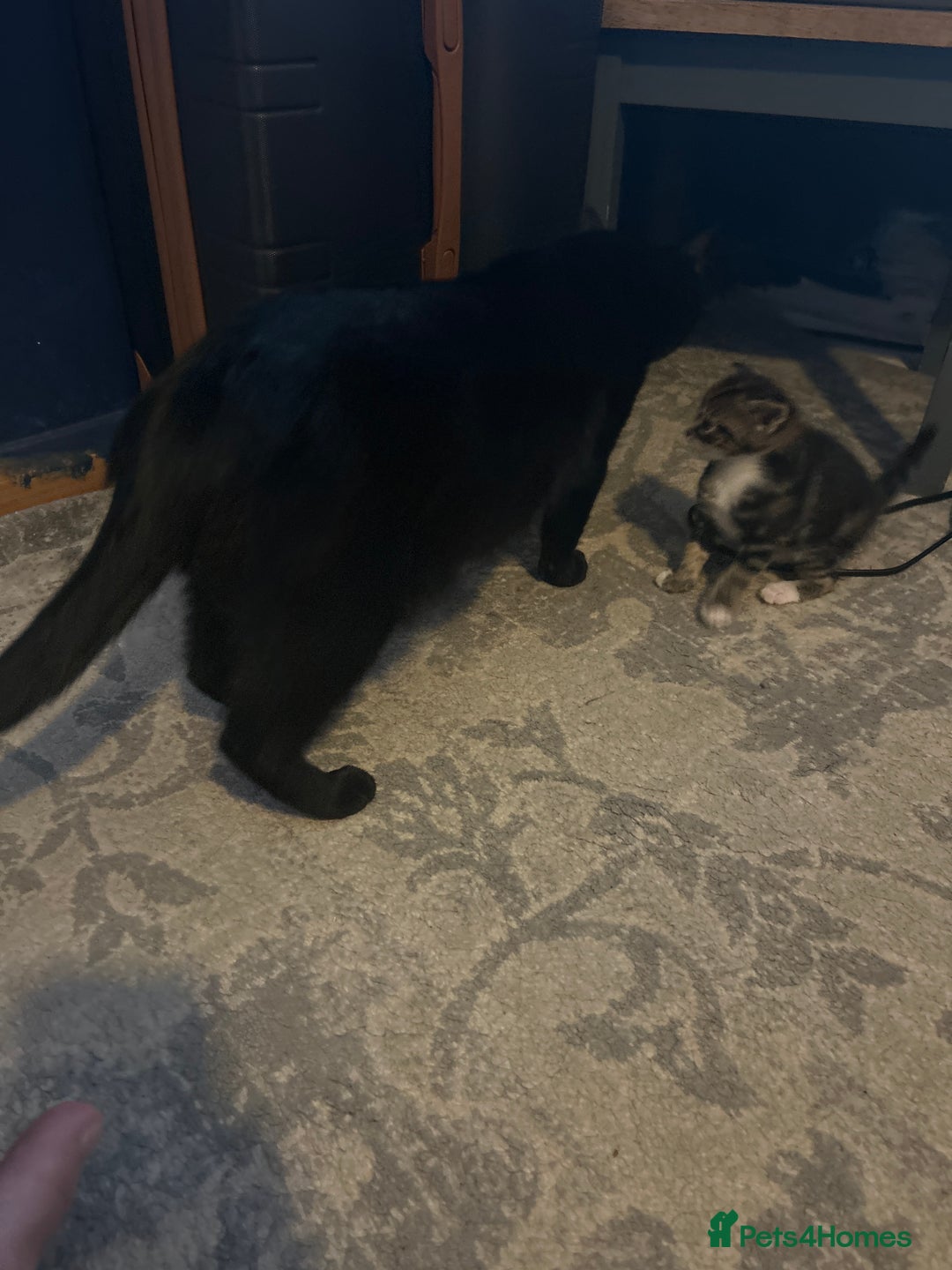 Mixed Breed cats for sale: Bengal x Bombay - Image 9