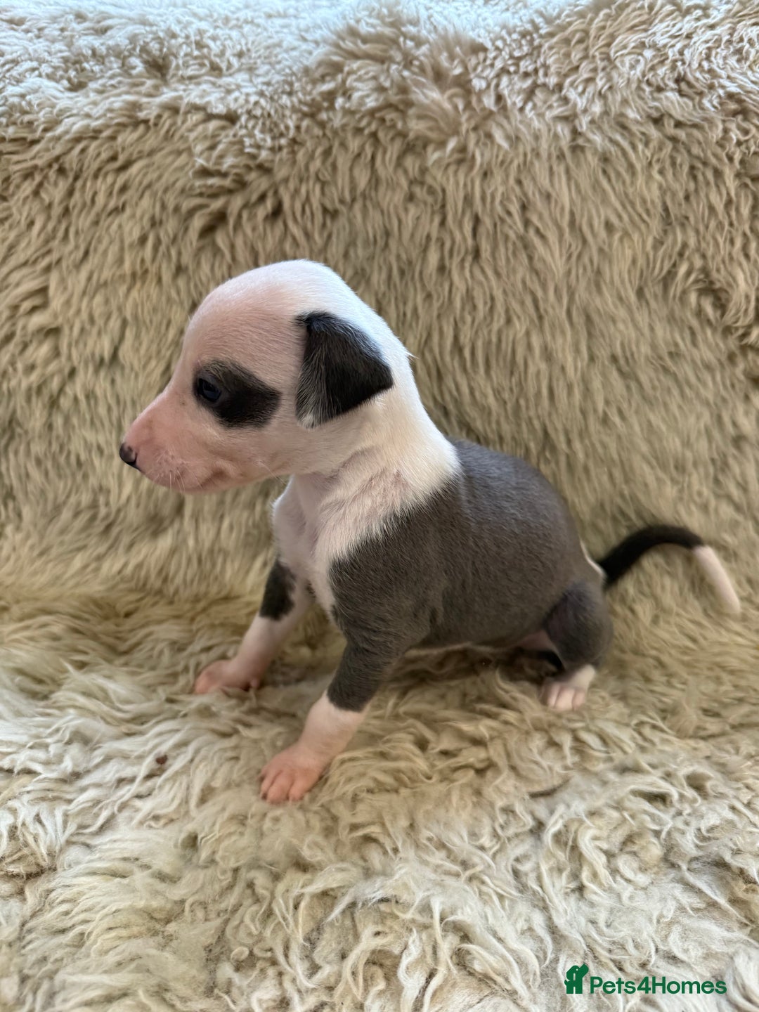 Whippet dogs for sale: KC registered Whippet puppies  - Advert 5