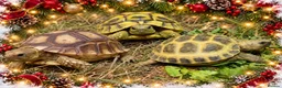 Tortoise reptiles for sale: BABY TORTOISES READY DECEMBER - Advert 1