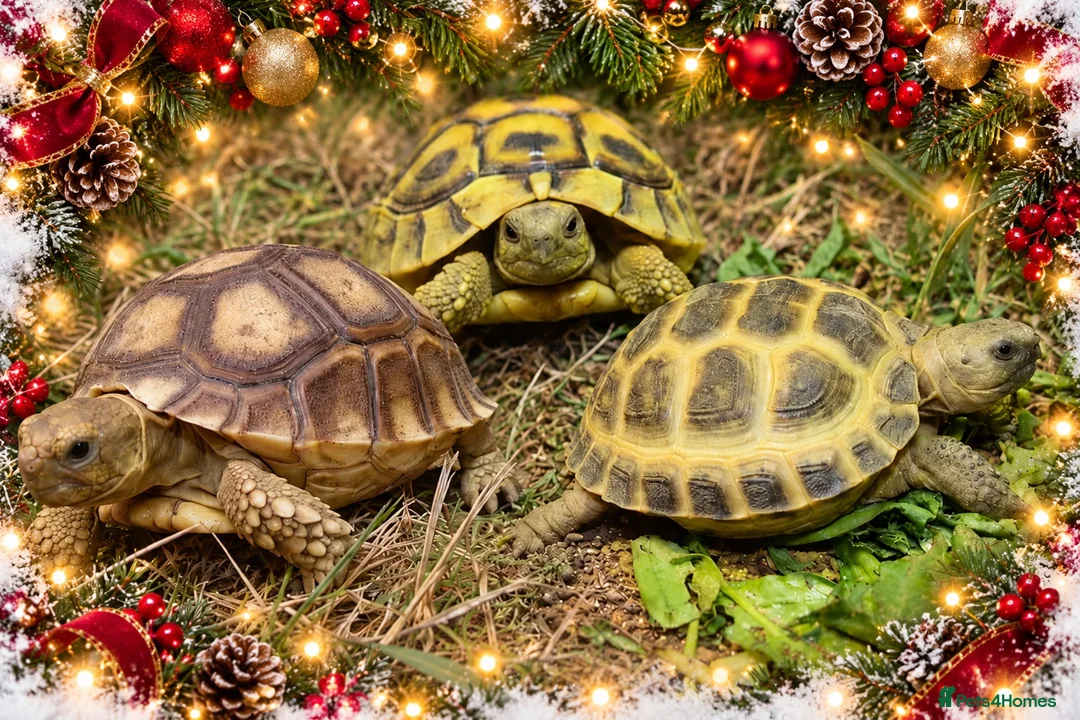 Tortoise reptiles for sale: BABY TORTOISES READY DECEMBER - Advert 1