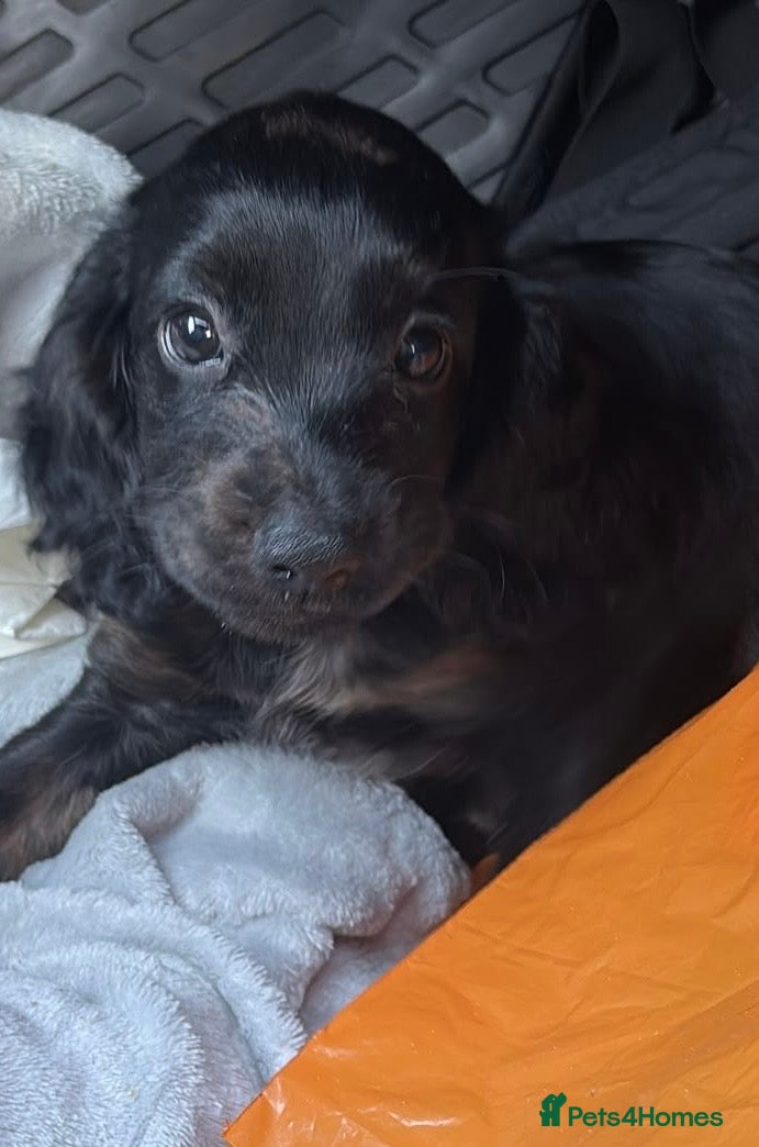 Cocker Spaniel dogs Beautiful last cocker spaniel female  - Advert 1
