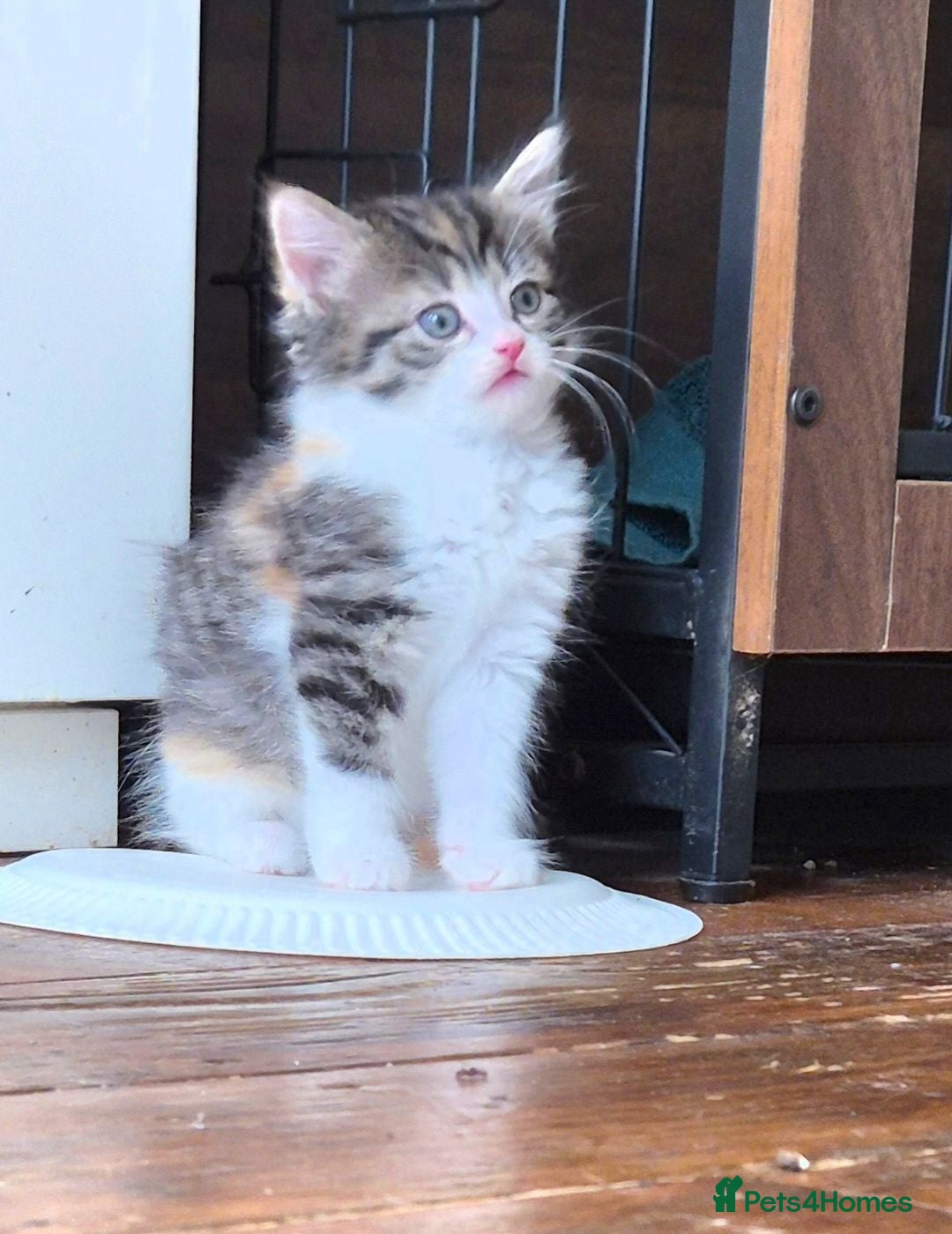 Mixed Breed cats Adorable Kittens for sale - Advert 1