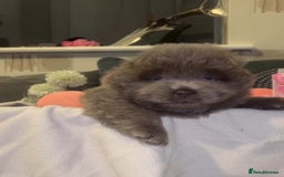 Chow Chow dogs for sale: Adorable rare lilac chow chow girl pups - Image 2