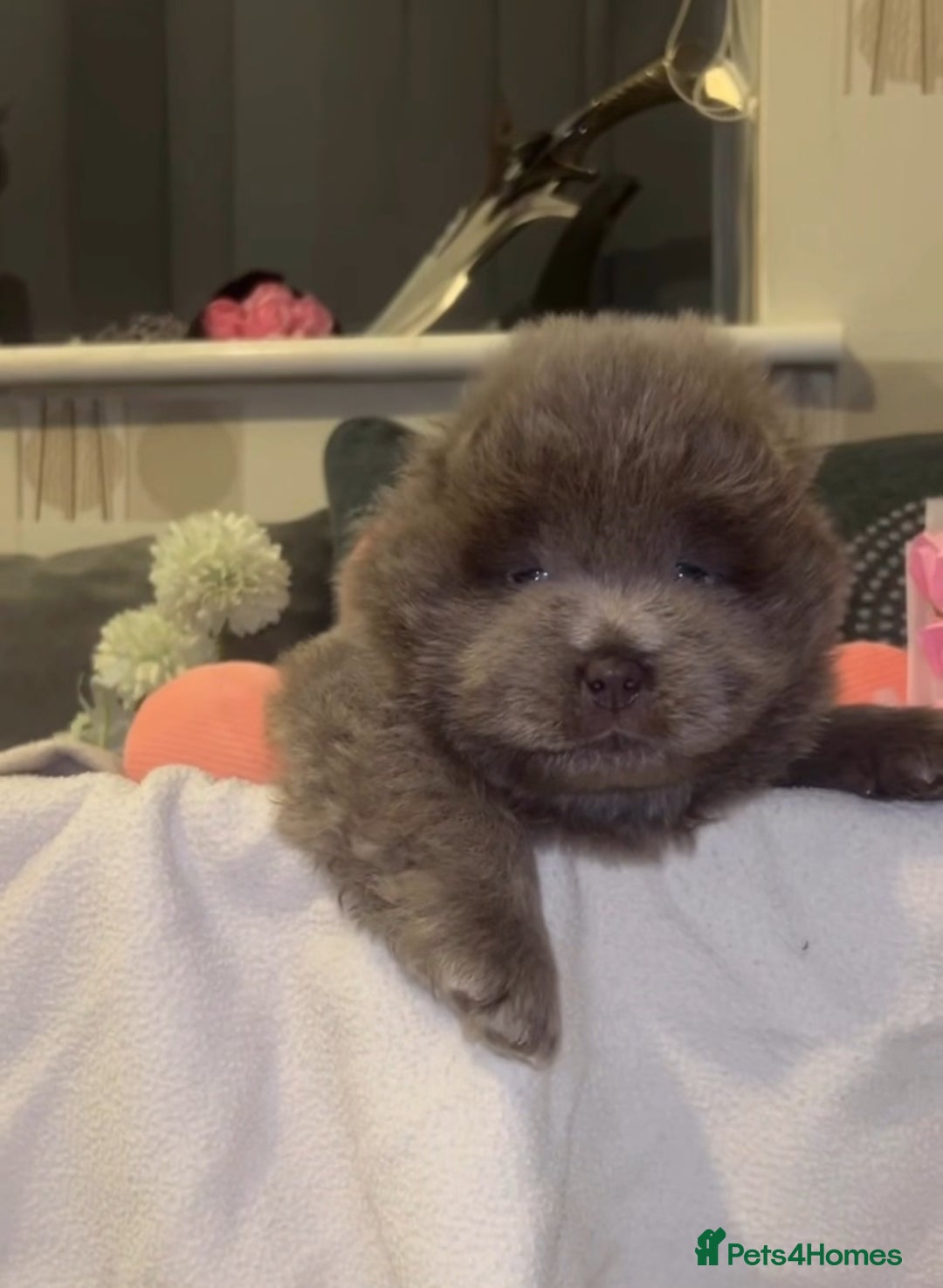 Chow Chow dogs for sale: Adorable rare lilac chow chow girl pups - Image 2