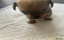 Mixed Breed dogs for sale: Jackawawas for sale  - Image 3
