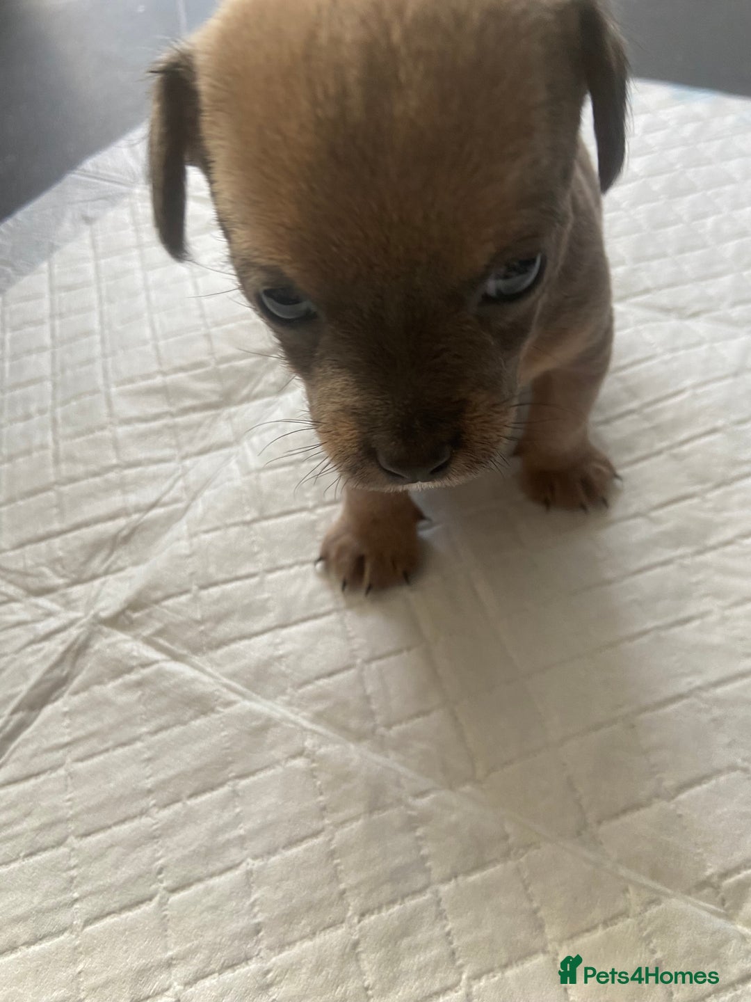 Mixed Breed dogs for sale: Jackawawas for sale  - Image 3