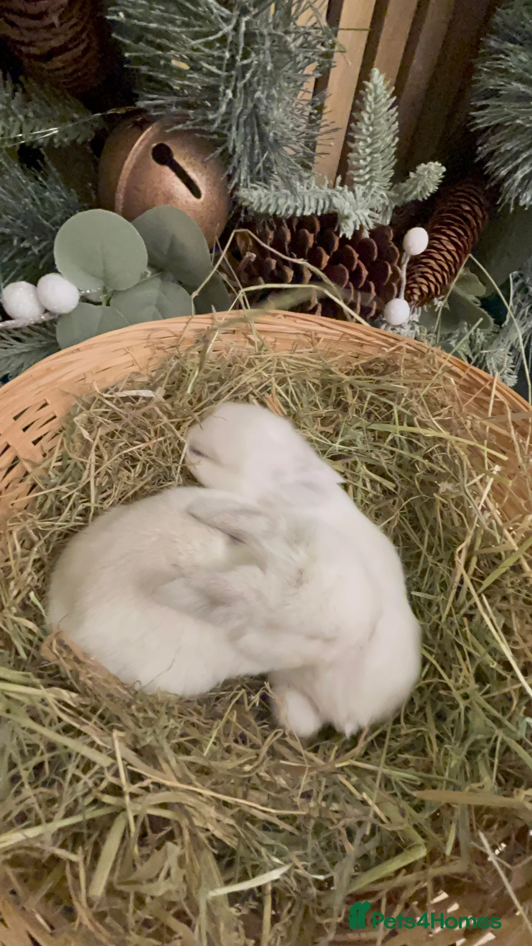 Mini Lop rabbits for sale: Pure Breed Mini Lop Butterfly new born bunnies  - Advert 22