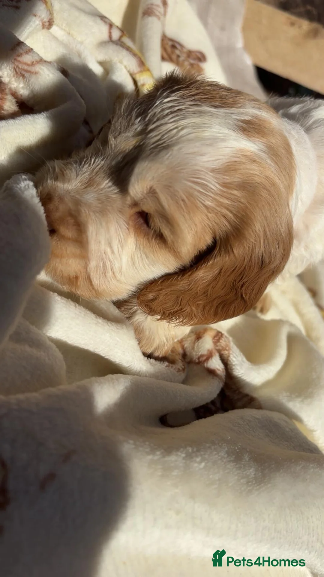 Cocker Spaniel dogs for sale: Show - Type girl and boy  in Hinckley - Advert 1