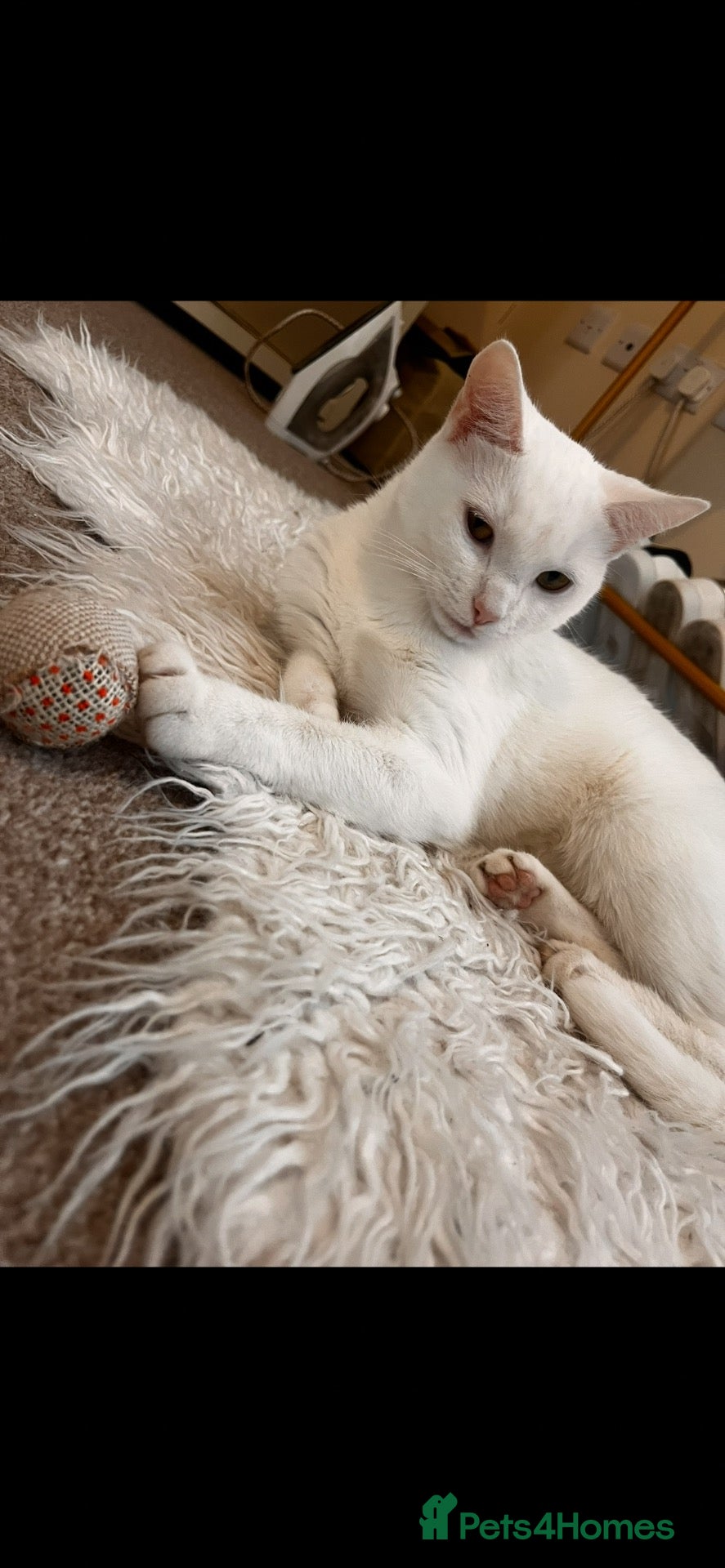 Mixed Breed cats     Beautiful Litter of 5 – 4 Kittens Available 🐾 - Advert 2