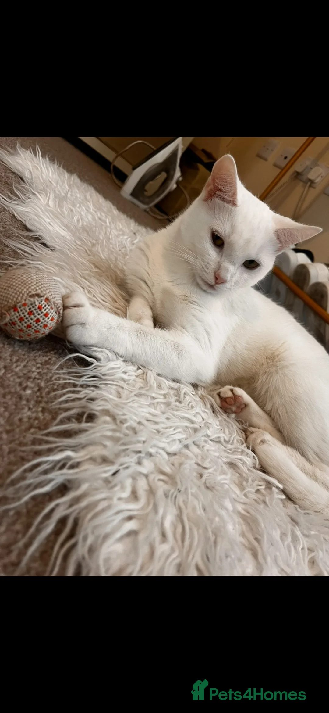 Mixed Breed cats for sale:     Beautiful Litter of 5 – 4 Kittens Available 🐾 - Advert 1