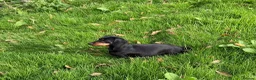 Miniature Dachshund dogs for sale: Miniature dachshund  - Advert 3