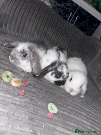 Mini Lop rabbits - Advert 2
