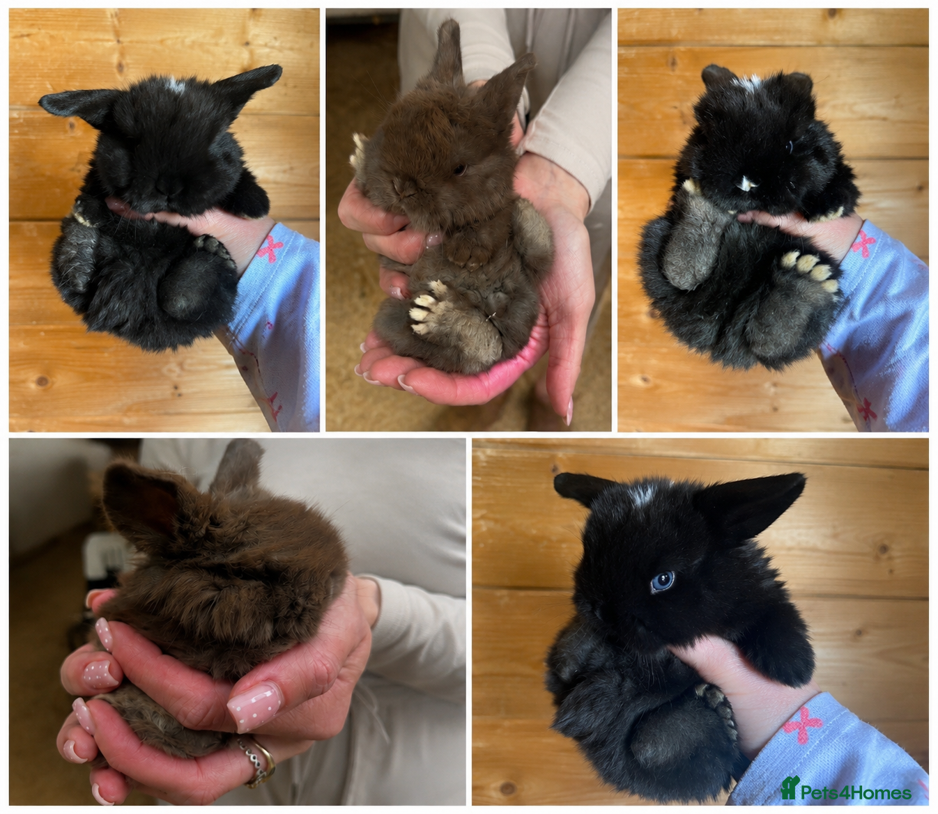 Mini Lop rabbits Gorgeous (3 Week Old) Purebred Mini Lop Babies - Advert 12