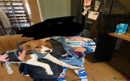 Beaglier dogs for sale: Daisy - Advert 2