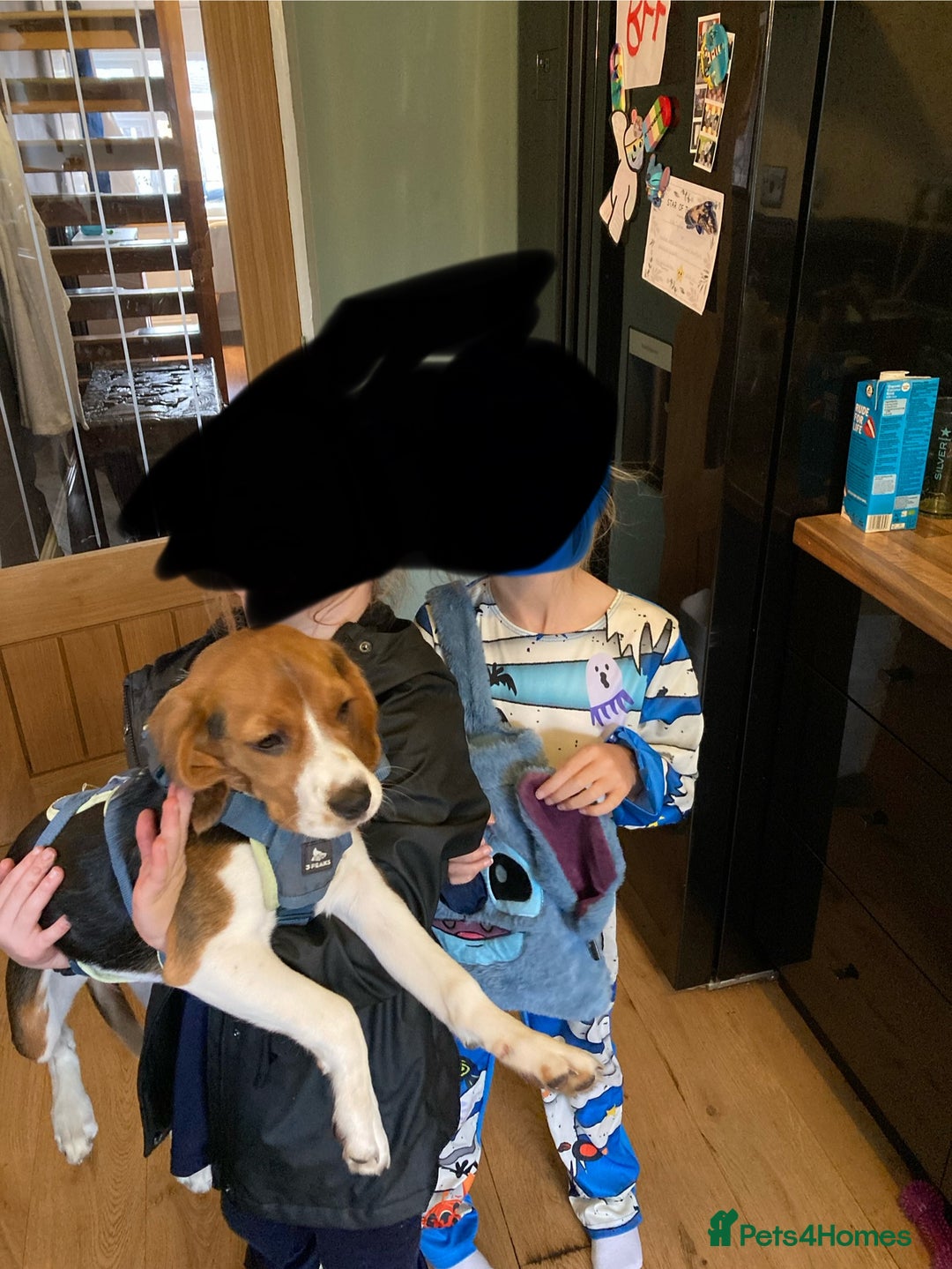 Beaglier dogs for sale: Daisy - Advert 2