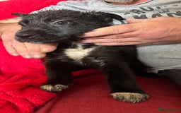 Mixed Breed dogs for sale: German shepherd x border collie - Image 11
