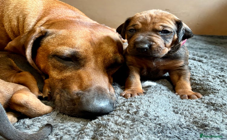 Rhodesian Ridgeback dogs - Advert 2