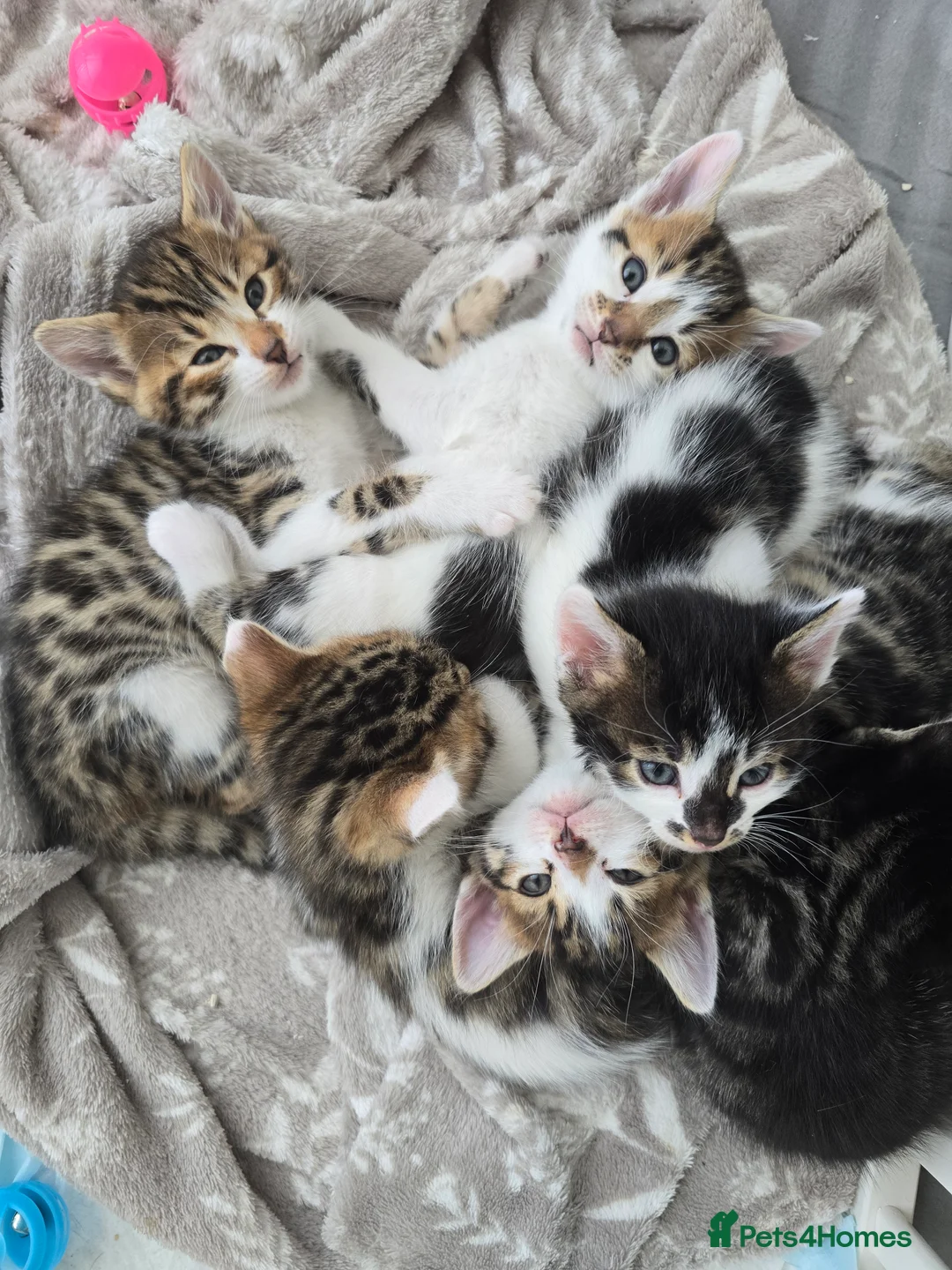 Bengal cats for sale: Bengal cross tabby Ready now in Croydon - Advert 7