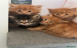 Maine Coon cats for sale: 5 gorgeous 3/4 Maine coon babys - Image 3