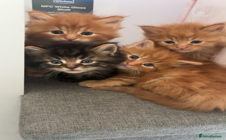 Maine Coon cats - Advert 2