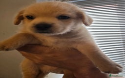 Mixed Breed dogs for sale: Mixed breed puppies. - Image 4