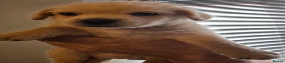 Mixed Breed Puppy 3