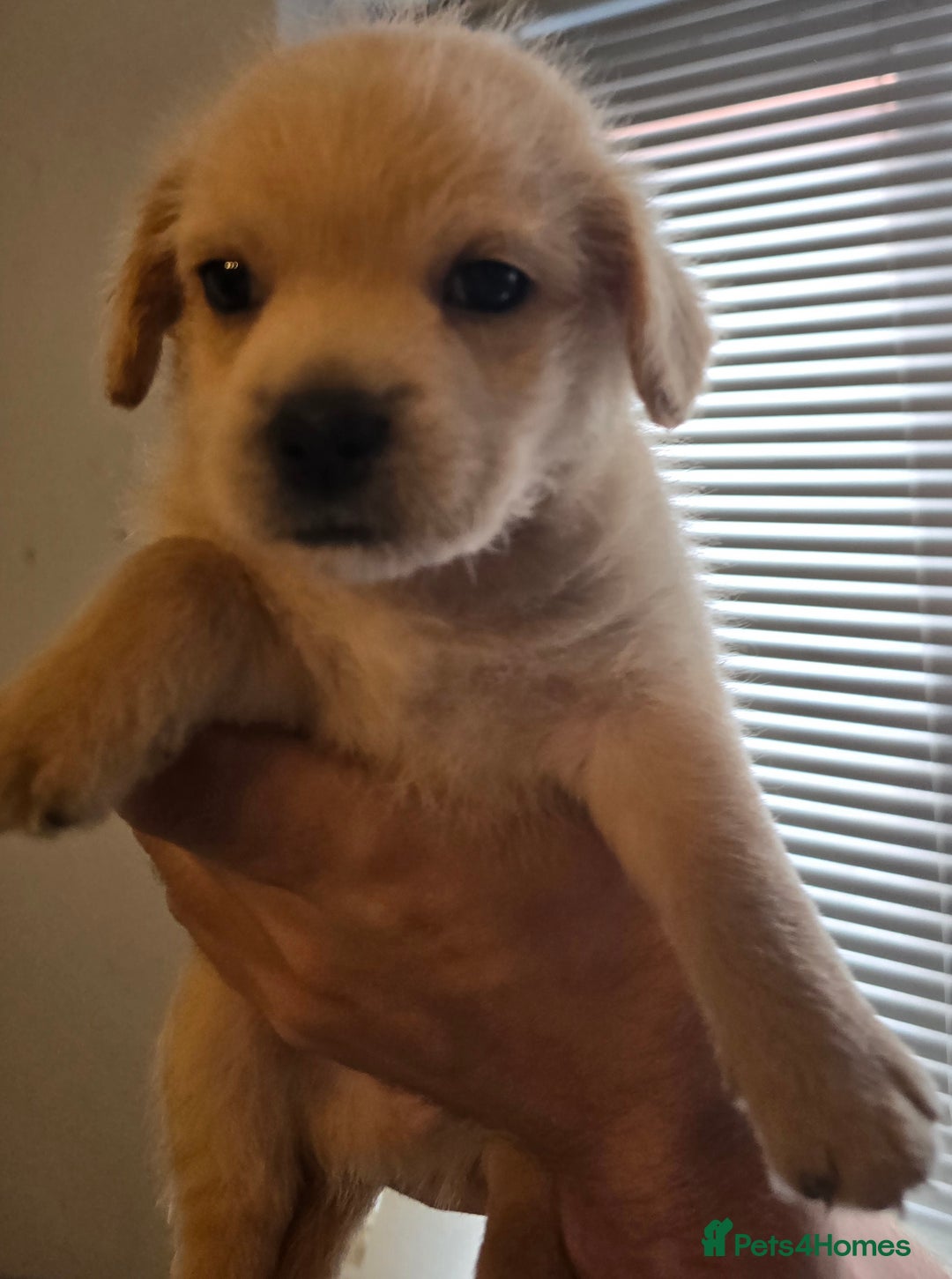 Mixed Breed dogs for sale: Mixed breed puppies. - Image 4