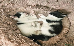 Mixed Breed cats for sale: Super cute, fun kitten - Image 7
