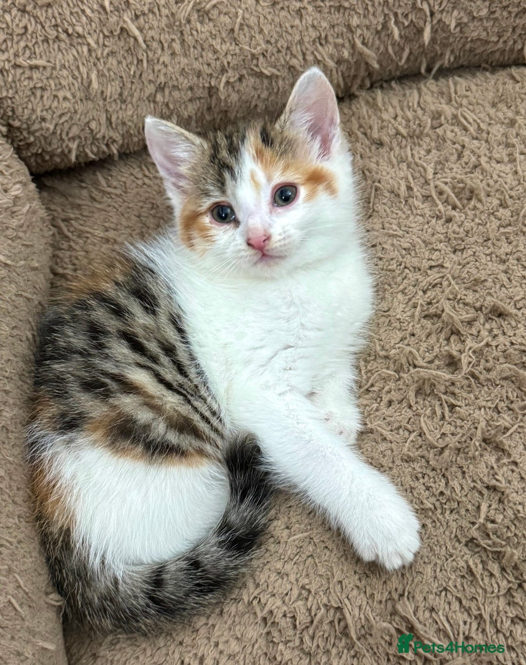 Mixed Breed cats for sale: GORGEOUS KITTYS  - Advert 4