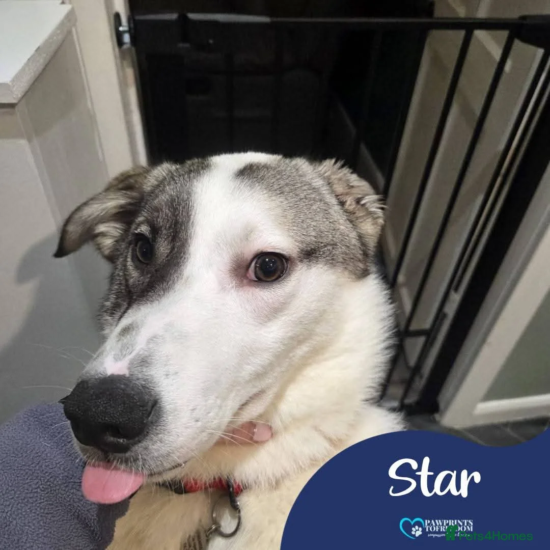 Mixed Breed dogs for adoption: Meet Star, curreny residing in Lancashire  in Bacup - Advert 1