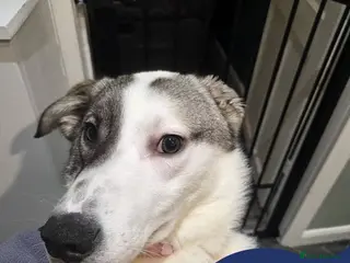 Mixed Breed dogs Meet Star, curreny residing in Lancashire - Advert 2