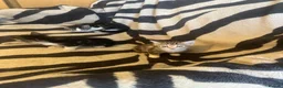 Mixed Breed cats for sale: 5 Beautiful kittens available  - Advert 8