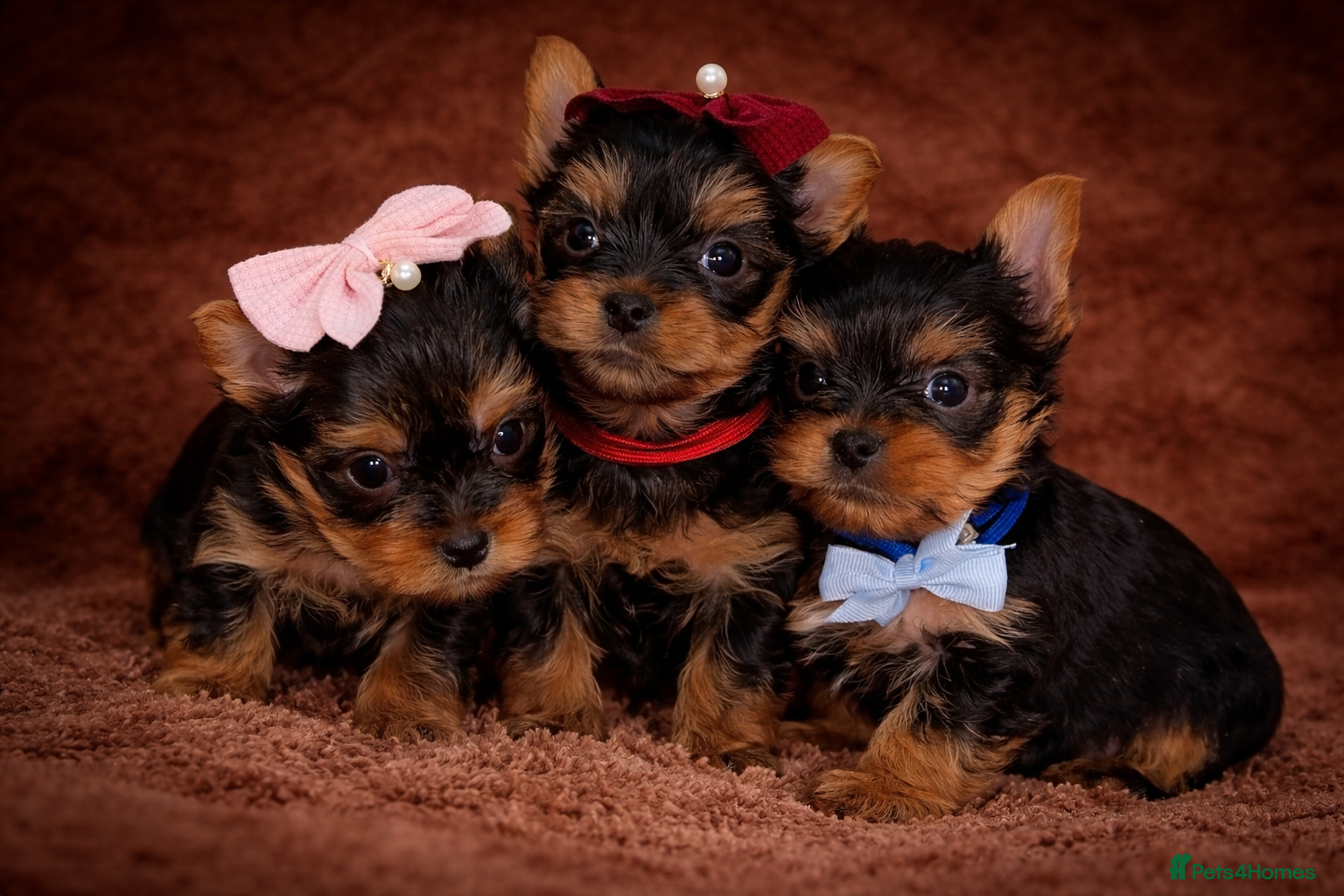 Yorkshire Terrier dogs True Mini Yorkie Puppies - Advert 2